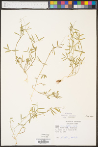 Vicia minutiflora image