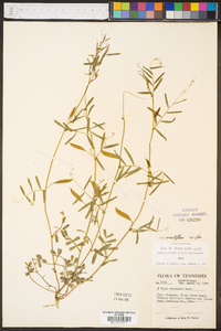 Vicia minutiflora image