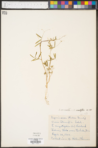 Vicia minutiflora image