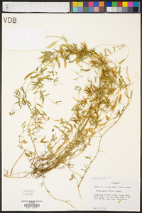 Vicia minutiflora image