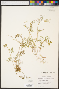 Vicia minutiflora image