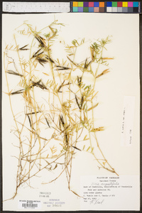 Vicia sativa subsp. nigra image