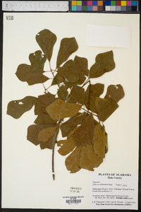 Quercus arkansana image