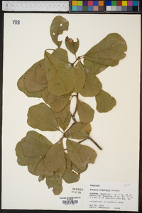 Quercus arkansana image