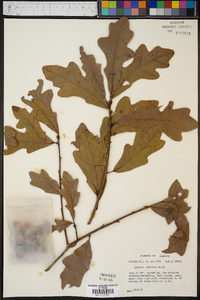 Quercus austrina image