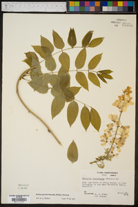 Rehsonia floribunda image