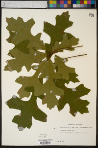 Quercus lyrata image