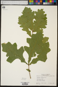 Quercus lyrata image