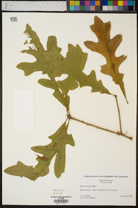 Quercus lyrata image