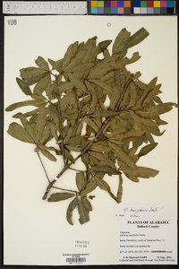 Quercus hemisphaerica image