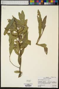 Quercus hemisphaerica image