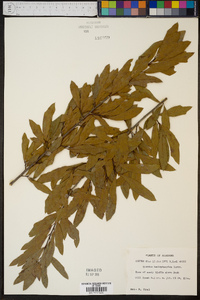 Quercus hemisphaerica image