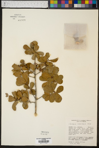 Quercus myrtifolia image