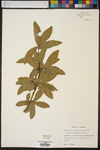 Quercus hemisphaerica image