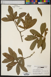 Quercus hemisphaerica image