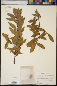 Quercus hemisphaerica image