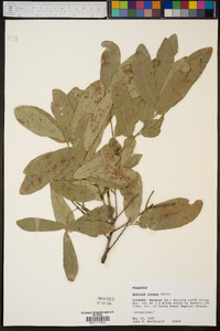 Quercus incana image