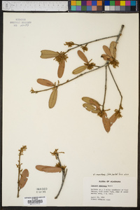 Quercus hemisphaerica image