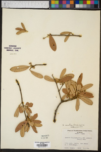 Quercus hemisphaerica image