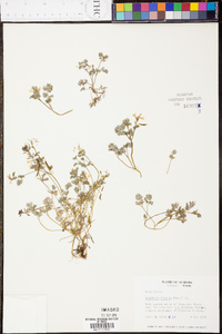 Corydalis flavula image