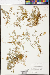 Corydalis flavula image