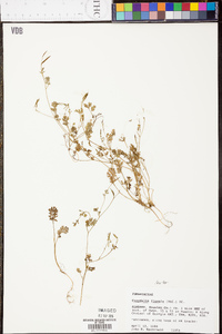 Corydalis flavula image