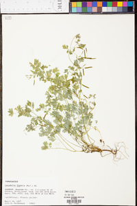 Corydalis flavula image