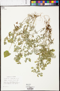 Corydalis flavula image