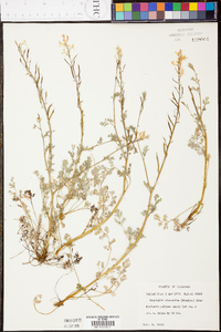 Corydalis micrantha image