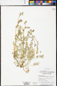 Corydalis micrantha image