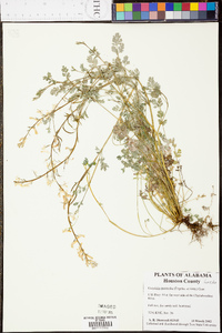 Corydalis micrantha image