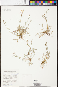 Corydalis micrantha image