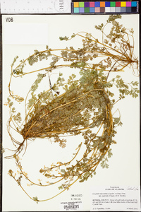 Corydalis micrantha image