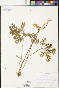 Dicentra cucullaria image