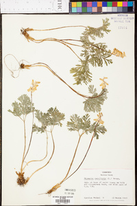 Dicentra cucullaria image