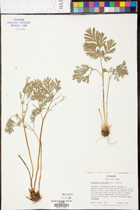 Dicentra cucullaria image