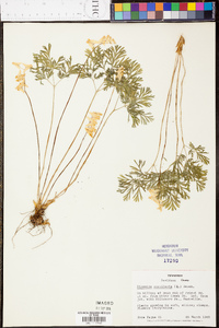 Dicentra cucullaria image