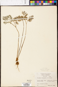 Dicentra cucullaria image