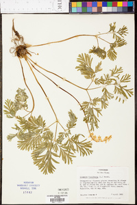 Dicentra cucullaria image