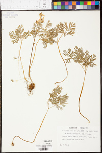 Dicentra cucullaria image