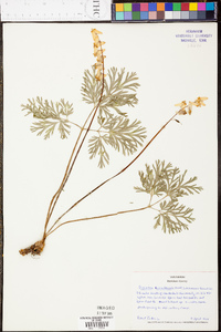 Dicentra cucullaria image