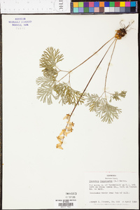 Dicentra cucullaria image