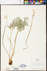 Dicentra cucullaria image