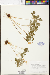 Dicentra cucullaria image