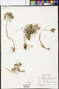 Dicentra cucullaria image