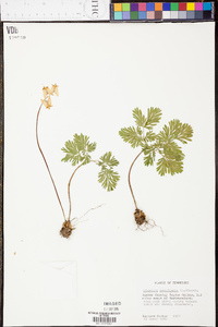 Dicentra cucullaria image