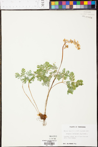 Dicentra cucullaria image