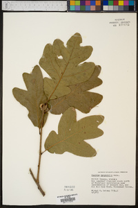 Quercus margaretta image