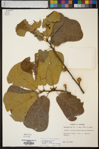 Quercus marilandica var. marilandica image