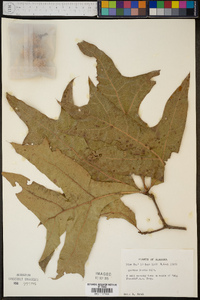 Quercus laevis image